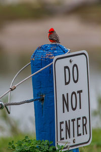 Close-up of a bird