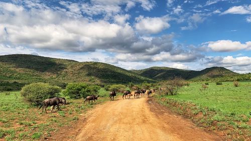 View of sheep on road