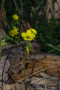 Close-up of yellow flowering plant