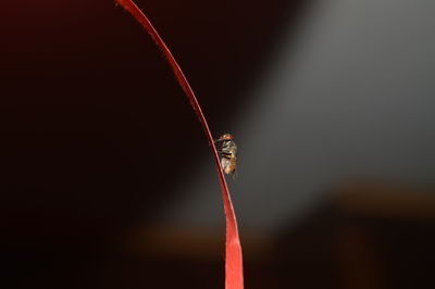 Close-up of insect on red leaf