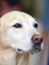 Close-up of dog looking away