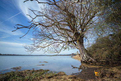 Bare tree by lake against sky