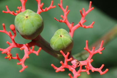 Close-up of red leaves
