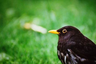 Close-up of a bird