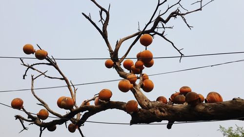Low angle view of fruits against clear sky