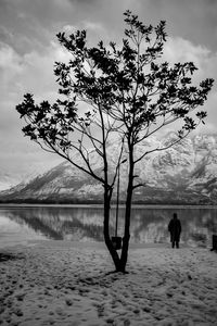 Tree by lake against sky