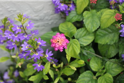 Close-up of pink flowering plants