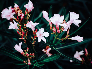 Close-up of white flowering plants