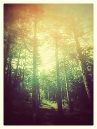 Sun shining through trees