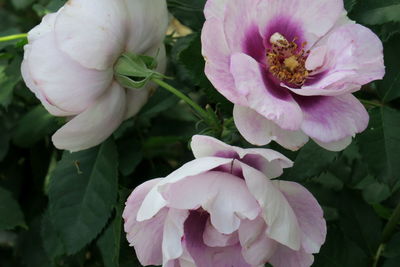 Close-up of pink rose flower