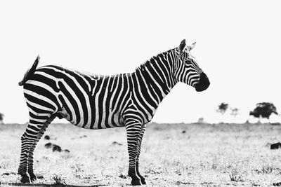 A zebra in the tsavo national park