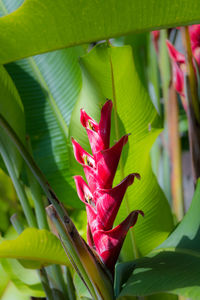 Close-up of pink flower