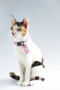 Portrait of a cat looking away