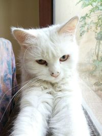Portrait of cat