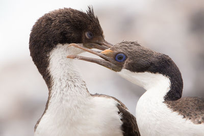 Close-up of a bird