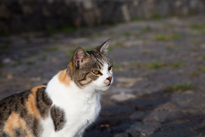 Close-up of a cat looking away