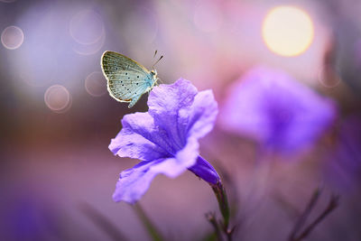 Close-up of butterfly pollinating on purple flower