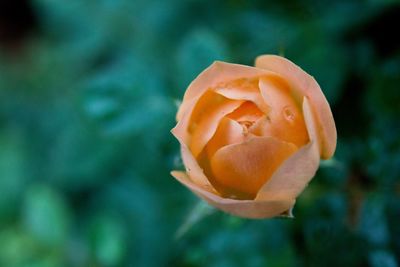 Close-up of orange rose