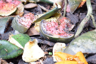 Close up of leaves