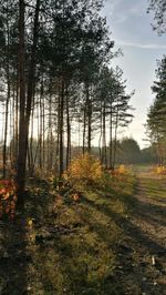 Trees growing in forest against sky during autumn