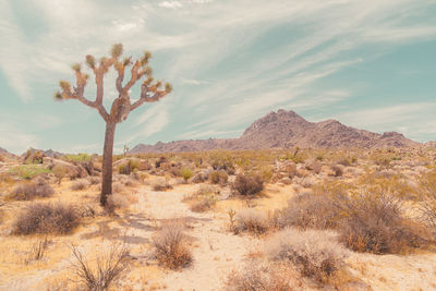 Scenic view of desert against sky