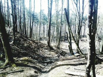 Bare trees in forest