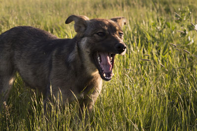 Close-up of dog on field