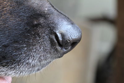 Close-up of animal eye