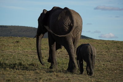 Elephant with its calf in a field