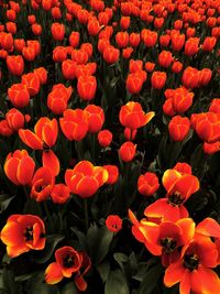 Full frame shot of red flowers