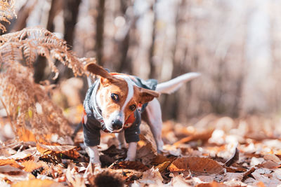 Close-up of tsunami the jack russell terrier dog shaking herself in an autumnal forest setting