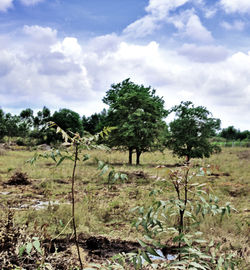 plant