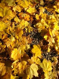 Full frame shot of yellow maple leaves