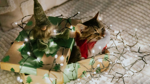 Kitten dressed as santa claus sleeping in a gift box with a garland.