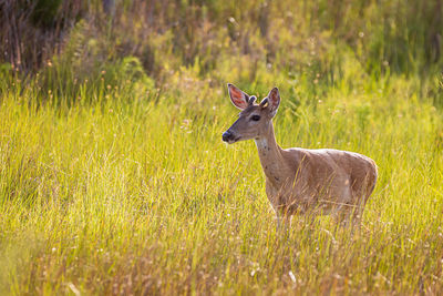 Deer standing on field