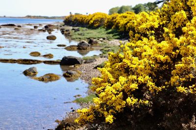 Scenic view of sea and rocks against trees