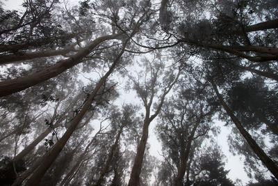 Low angle view of trees in forest