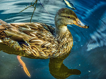 Close-up of duck swimming in lake