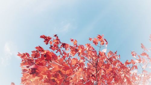 Low angle view of flowering plant against blue sky