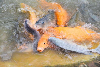 High angle view of koi fish in sea