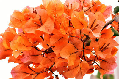 Close-up of orange leaves against clear sky