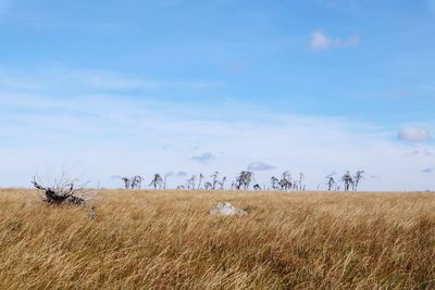 Plants growing on field against sky