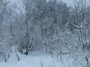 Bare trees on snow covered landscape