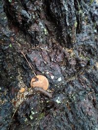 Close-up of tree trunk in forest