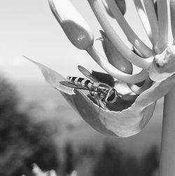 Close-up of honey bee on flower against sky