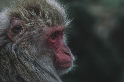 Close-up of a monkey