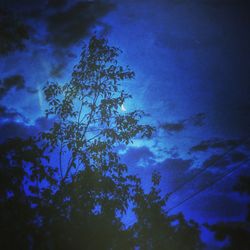Low angle view of trees against blue sky