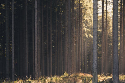 Trees growing in forest