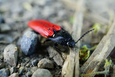 Close-up of insect on rock