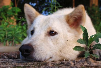 Close-up portrait of a dog